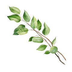 Naklejka premium Watercolor Branch with Leaves Isolated on a Transparent Background