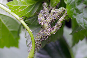 Permanent currant aphid Aphis schneideri on the apical shoot and leaf petioles of black currant....