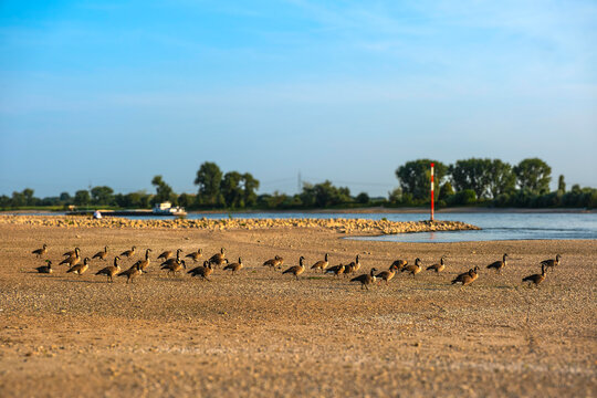 Eine Reihe Kanadag&auml;nse l&auml;uft in einer Reihe am Ufer des Rheins bei D&uuml;sseldorf, Deutschland