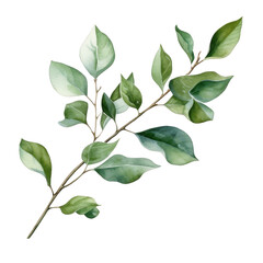 Obraz premium Watercolor Branch with Leaves Isolated on a Transparent Background