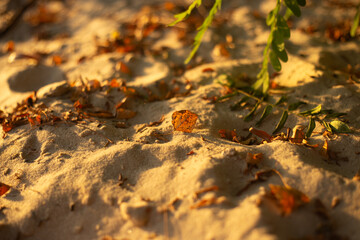 autumn leaves on the ground