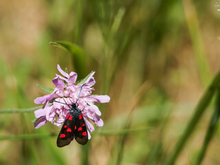 butterfly on flower