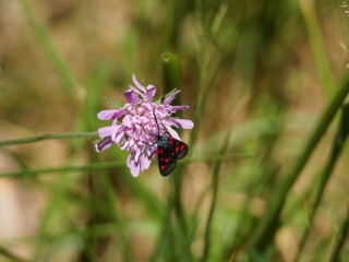 bee on a flower