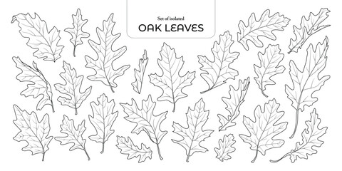 Set of isolated oak leaves. Cute Autumn foliage illustration in hand drawn style. Black outline and white plane on transparent background.