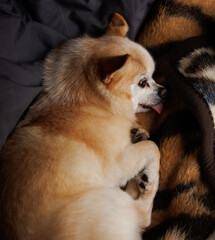 Obraz premium small chihuahua dog lay on a bed 