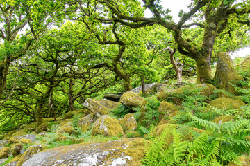 Low angle view under the canopy of green trees in Wistman's Wood, an ancient temperate rainforests and high-altitude oakwood in Dartmoor National Park, Devon, UK with large moss-covered rocks