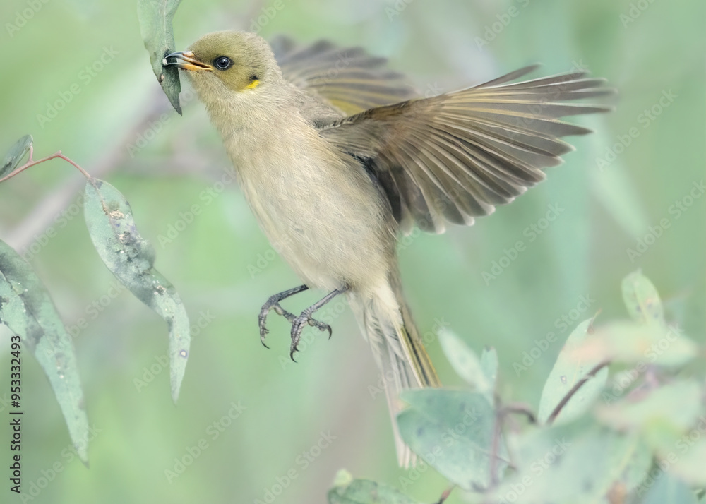 Wall mural a wild fuscous honeyeater (ptilotula fusca) eating the lerp from a psyllid while hovering on the win