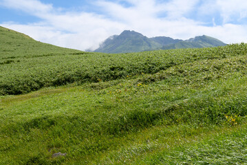 河原宿付近の草原に頭を覗かせる鳥海山