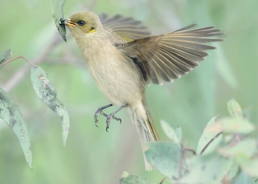 A wild fuscous honeyeater (Ptilotula fusca) eating the lerp from a psyllid while hovering on the wing surrounded by eucalyptus leaves and foliage