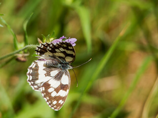 butterfly on a flower