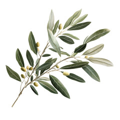 An olive branch with green olives and vibrant leaves stands out against a pure transparent background, branch of olive tree on transparent background
