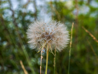 Naklejka premium dandelion head