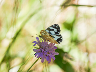 butterfly on a flower