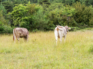 herd of cows