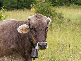 Naklejka premium cow in a meadow