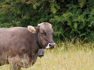 black and white cow