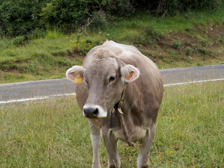 Fototapeta premium cow on a farm