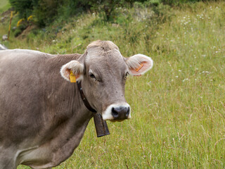cow on a meadow