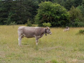 Fototapeta premium cows in a field
