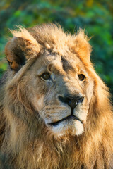 Nahaufnahme eines stolzen männlichen Löwens im Frontalportrait hinter grünem Hintergrund	
