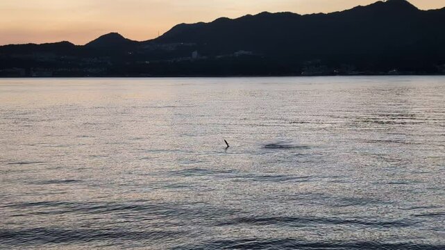 Small fish jumping at dusk