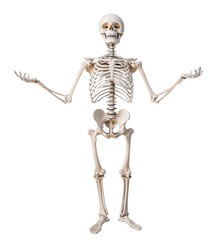 Realistic human skeleton model standing with arms raised, perfect for educational and medical illustrations.