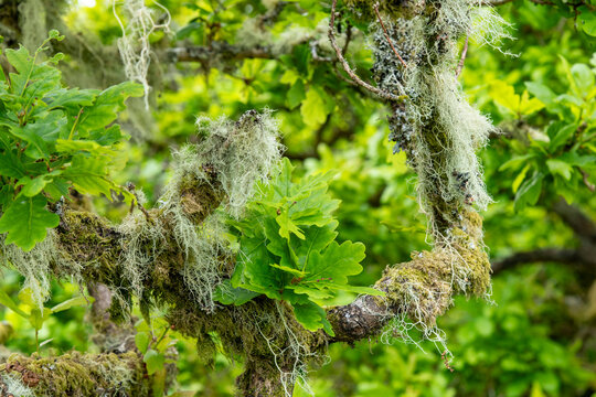 Close up of a moss-covered branches of a tree in Wistman's Wood, an ancient temperate rainforests and high-altitude oakwood in Dartmoor National Park, Devon, UK
