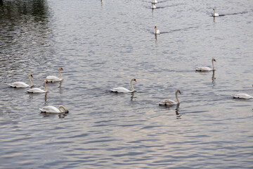 The elegance of swans in the calm embrace of the lake's water