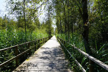 Obraz premium Holzsteg durch das Landschaftsschutzgebiet Banngebiet Staudacher in Bad Buchau in Baden-Württemberg