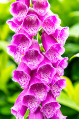 Close up of the Digitalis purpurea, purple foxglove or common foxglove, a toxic species of flowering plant native to most of temperate Europe with out of focus green in background © Sonja