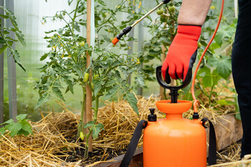 Fototapeta premium treatment of tomato plants from harmful precipitation in the form of dew and from pests and gray rot, wireworm and Colorado potato beetle, plant protection with a sprayer