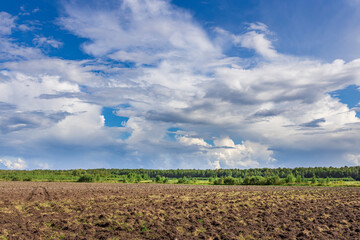 A field with a few trees and a cloudy sky