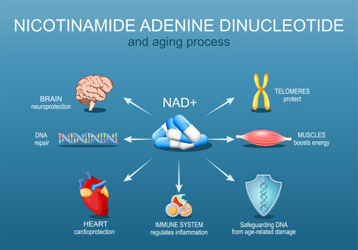 NAD. and Aging process. Anti-Aging therapy