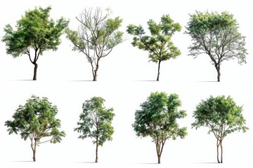 Obraz premium A group of trees standing on a clean and minimalist white background, suitable for use in design projects or as a backdrop
