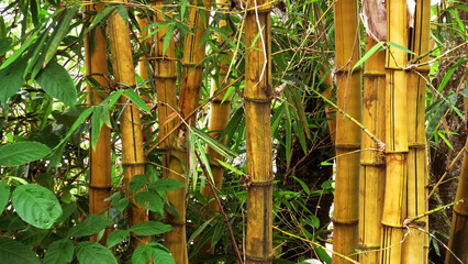 Yellow stem of bamboo plants