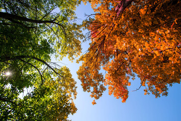 Green and yellow leaves on tree gradient on the blue sky background. The change of seasons from summer to autumn.