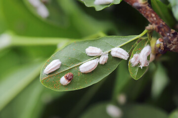 Regalis scale bug, white scale insect, Pulvinaria regalis . A sap sucking insect on the underside...