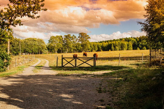 Cows in pasture in Astorp, Sweden
