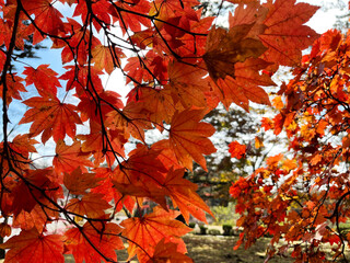 真っ赤に紅葉した木