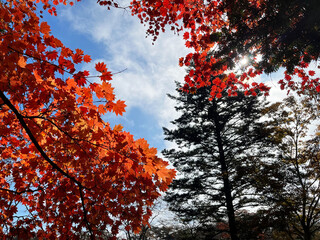 真っ赤に紅葉した木