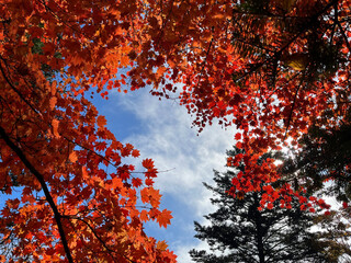 真っ赤に紅葉した木