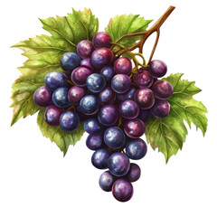 Fototapeta premium A vivid bunch of grapes with green leaves stands out against a clean transparent background, highlighting nature's beauty, bunch of grapesillustrationisolated on PNG