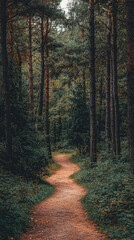 Obraz premium A Serene Path Through a Verdant Forest, Sunlight Dappling Through the Canopy, Inviting You to Wander and Explore.