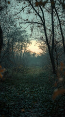 Fototapeta premium A Mystical Twilight in the Forest: The Sun's Golden Rays Filter Through Bare Branches, Casting an Enchanting Glow on the Verdant Undergrowth.
