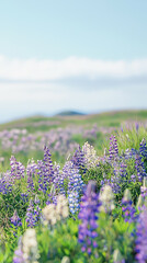 Obraz premium A Field of Dreams: Vibrant Lupines Bloom Under a Soft, Blue Sky