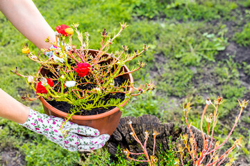 man holding a pot of purslane flowers.  replanting flowers in the garden. a gardener replants...