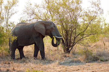 Obraz premium Safari, bush or elephant in African nature or reserve in wildlife for safety or conservation. Outdoor, summer and animal in natural habitat walking alone with eco friendly environment, field or trees