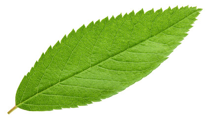 Rose Hip leaves isolated on white background, full depth of field