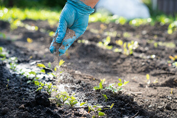 a woman's hand sprinkles ash on a small radish sprout, crop protection from midges and fertilizer for the crop, ash for plants