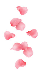 Falling Rose petal, isolated on white background, full depth of field